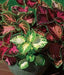 Coleus FLOWERS SEED, RAINBOW MIXED - Caribbean garden seed