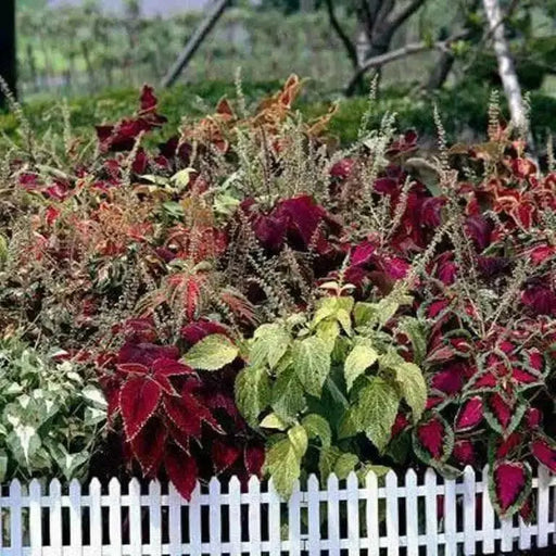 Coleus FLOWERS SEED, RAINBOW MIXED - Caribbean garden seed