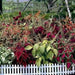 Coleus FLOWERS SEED, RAINBOW MIXED - Caribbean garden seed