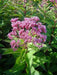 COASTAL PLAIN JOE PYE WEED ,PERENNIAL flowers seeds, - Caribbean garden seed