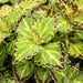 Coleus Bonnie Gold ,LIVE STARTER PLANT,SHADE LOVING FOLIAGE - Caribbean garden seed