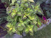 Coleus Bonnie Gold ,LIVE STARTER PLANT,SHADE LOVING FOLIAGE - Caribbean garden seed