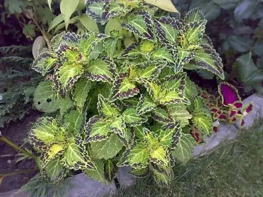 Coleus Bonnie Gold ,LIVE STARTER PLANT,SHADE LOVING FOLIAGE - Caribbean garden seed