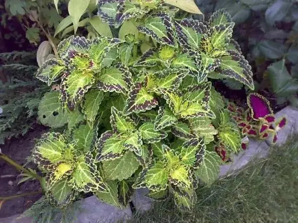 Coleus Bonnie Gold ,LIVE STARTER PLANT,SHADE LOVING FOLIAGE - Caribbean garden seed