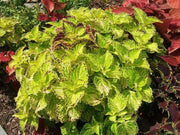 Coleus Bonnie Gold ,LIVE STARTER PLANT,SHADE LOVING FOLIAGE - Caribbean garden seed