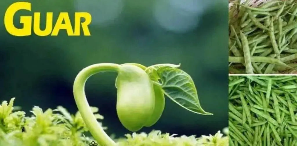 Cluster Bean SEED (Guar Bean, )Goruchikkudu, Kothavara - Caribbean garden seed