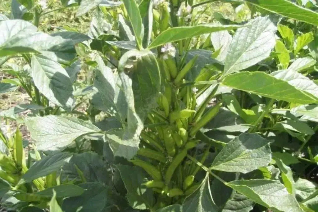 Cluster Bean SEED (Guar Bean, )Goruchikkudu, Kothavara - Caribbean garden seed