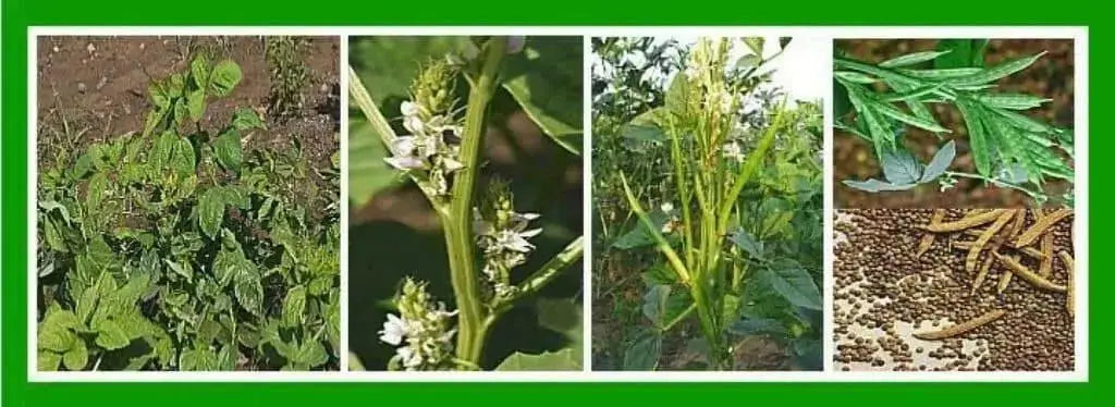 Cluster Bean SEED (Guar Bean, )Goruchikkudu, Kothavara - Caribbean garden seed