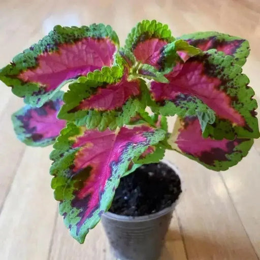 Coleus Fairway Rose ,LIVE STARTER PLANT, FOLIAGE - Caribbean garden seed