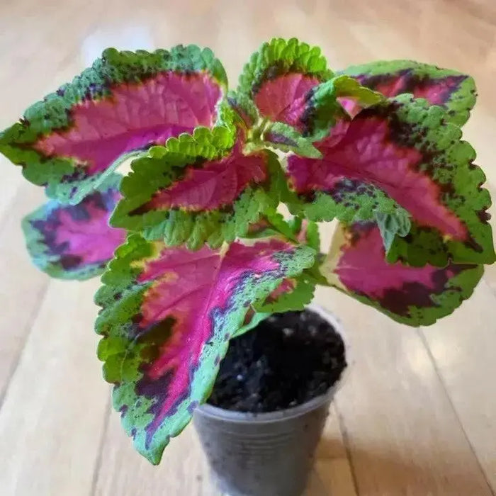Coleus Fairway Rose ,LIVE STARTER PLANT, FOLIAGE - Caribbean garden seed