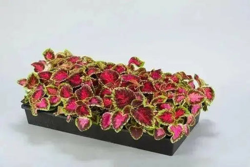 Coleus Fairway Rose ,LIVE STARTER PLANT, FOLIAGE - Caribbean garden seed