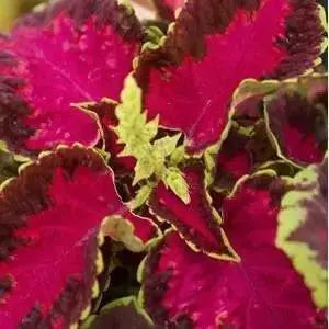 Coleus Fairway Rose ,LIVE STARTER PLANT, FOLIAGE - Caribbean garden seed