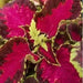 Coleus Fairway Rose ,LIVE STARTER PLANT, FOLIAGE - Caribbean garden seed