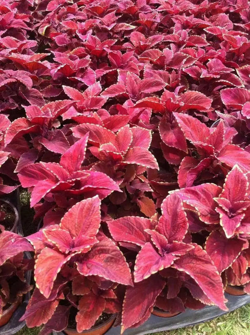 Coleus FLOWERS Seeds ,Wizard Sunset- Great In Shaded Area - Caribbean garden seed