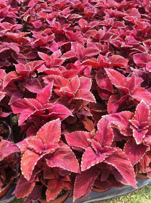Coleus FLOWERS Seeds ,Wizard Sunset- Great In Shaded Area - Caribbean garden seed