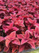 Coleus FLOWERS Seeds ,Wizard Sunset- Great In Shaded Area - Caribbean garden seed
