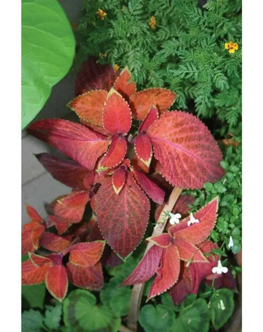 Coleus FLOWERS Seeds ,Wizard Sunset- Great In Shaded Area - Caribbean garden seed