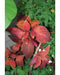Coleus FLOWERS Seeds ,Wizard Sunset- Great In Shaded Area - Caribbean garden seed