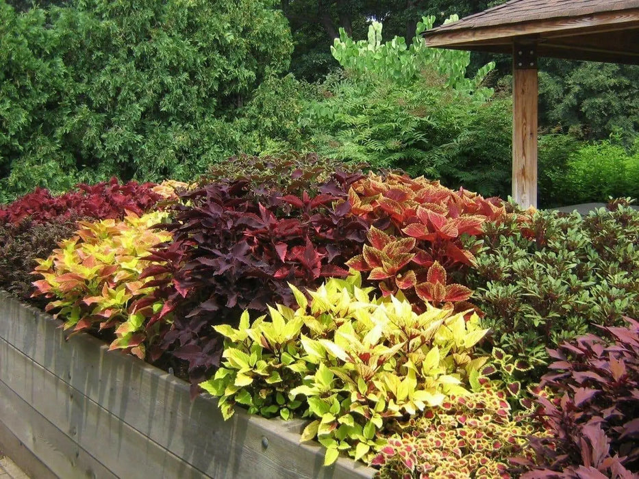 Coleus FLOWERS Seeds ,Wizard Sunset- Great In Shaded Area - Caribbean garden seed