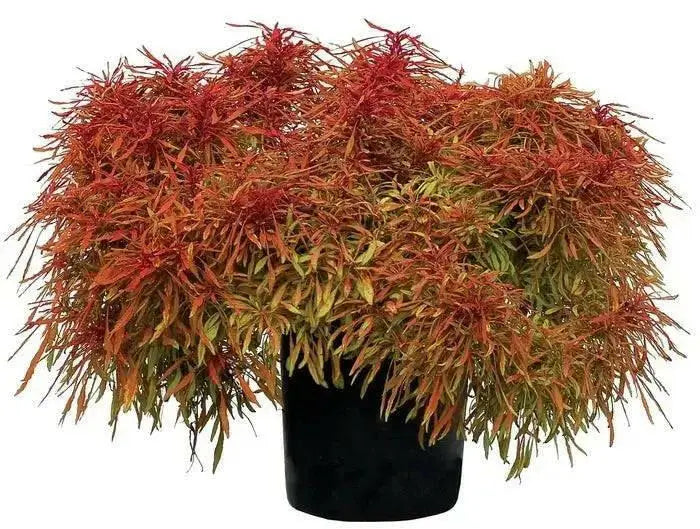 COLEUS FANCY FEATHERS COPPER (LIVE STARTER PLANT)  FOLIAGE. - Caribbean garden seed