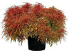 COLEUS FANCY FEATHERS COPPER (LIVE STARTER PLANT)  FOLIAGE. - Caribbean garden seed