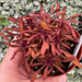 COLEUS FANCY FEATHERS COPPER (LIVE STARTER PLANT)  FOLIAGE. - Caribbean garden seed
