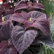 Coleus CHOCOLATE ,LIVE STARTER PLANT, FOLIAGE - Caribbean garden seed