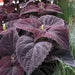 Coleus CHOCOLATE ,LIVE STARTER PLANT, FOLIAGE - Caribbean garden seed