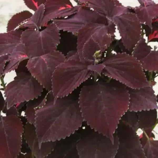 Coleus CHOCOLATE ,LIVE STARTER PLANT, FOLIAGE - Caribbean garden seed