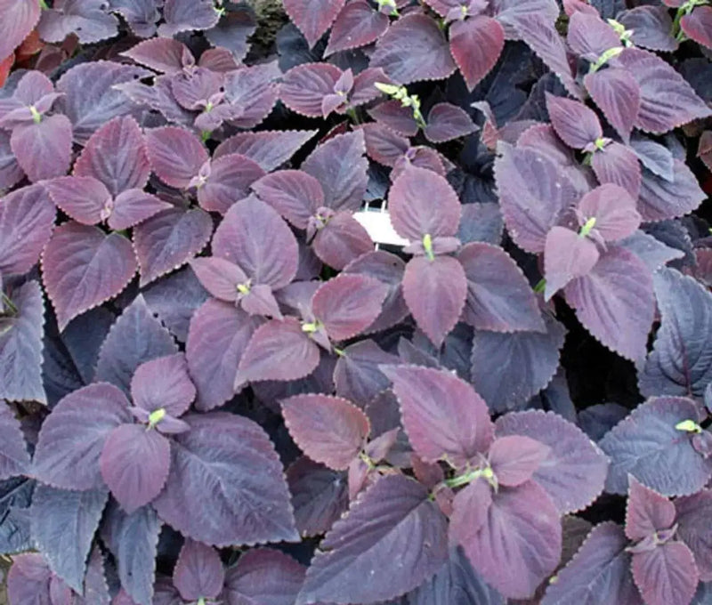 Coleus CHOCOLATE ,LIVE STARTER PLANT, FOLIAGE - Caribbean garden seed