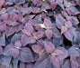 Coleus CHOCOLATE ,LIVE STARTER PLANT, FOLIAGE - Caribbean garden seed