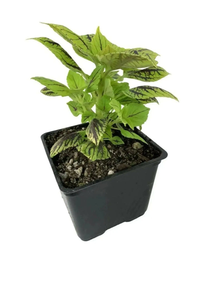 Coleus Gays Delight (LIVE STARTER PLANTS ) SHADE LOVING FOLIAGE - Caribbean garden seed