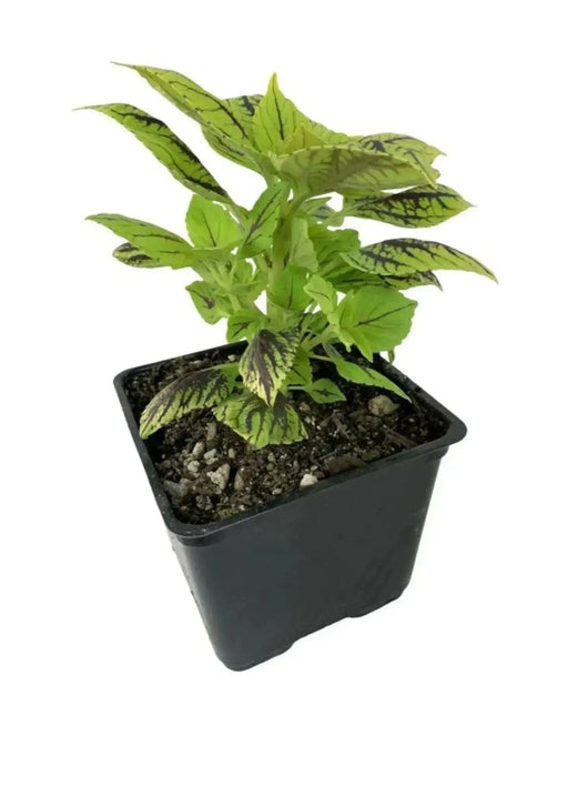 Coleus Gays Delight (LIVE STARTER PLANTS ) SHADE LOVING FOLIAGE - Caribbean garden seed