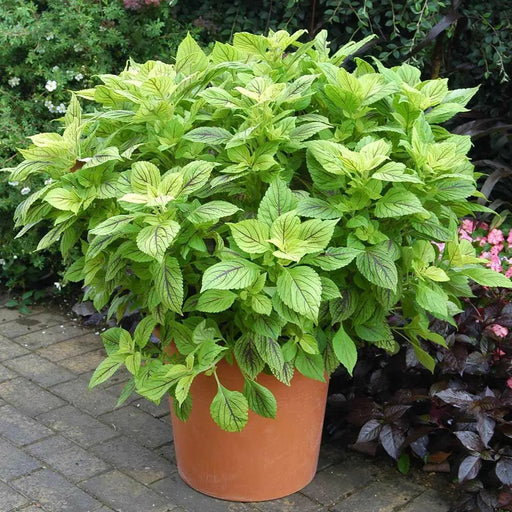 Coleus Gays Delight (LIVE STARTER PLANTS ) SHADE LOVING FOLIAGE - Caribbean garden seed