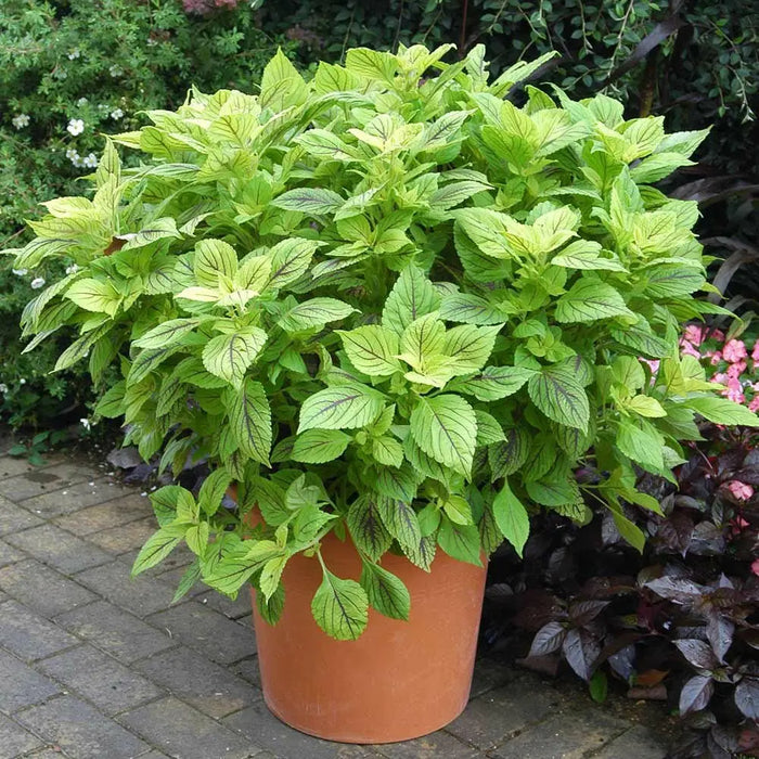 Coleus Gays Delight (LIVE STARTER PLANTS ) SHADE LOVING FOLIAGE - Caribbean garden seed