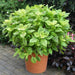 Coleus Gays Delight (LIVE STARTER PLANTS ) SHADE LOVING FOLIAGE - Caribbean garden seed