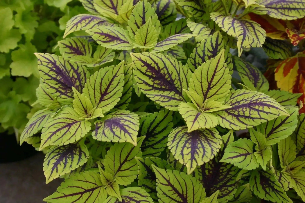 Coleus Gays Delight (LIVE STARTER PLANTS ) SHADE LOVING FOLIAGE - Caribbean garden seed