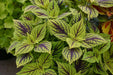 Coleus Gays Delight (LIVE STARTER PLANTS ) SHADE LOVING FOLIAGE - Caribbean garden seed