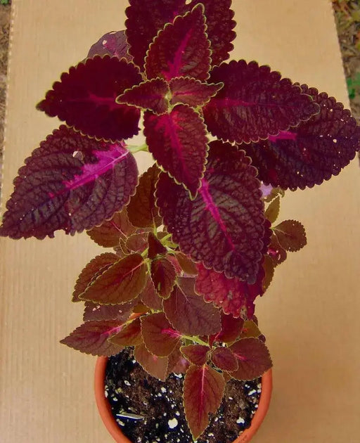 COLEUS GRAPE EXPECTATION ,LIVE STARTER PLANT - Caribbean garden seed