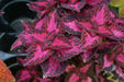 COLEUS GRAPE EXPECTATION ,LIVE STARTER PLANT - Caribbean garden seed