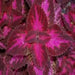 COLEUS GRAPE EXPECTATION ,LIVE STARTER PLANT - Caribbean garden seed