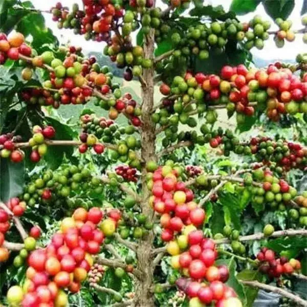 Coffea Seeds (Coffea Arabica Nana) Perennial ! - Caribbean garden seed