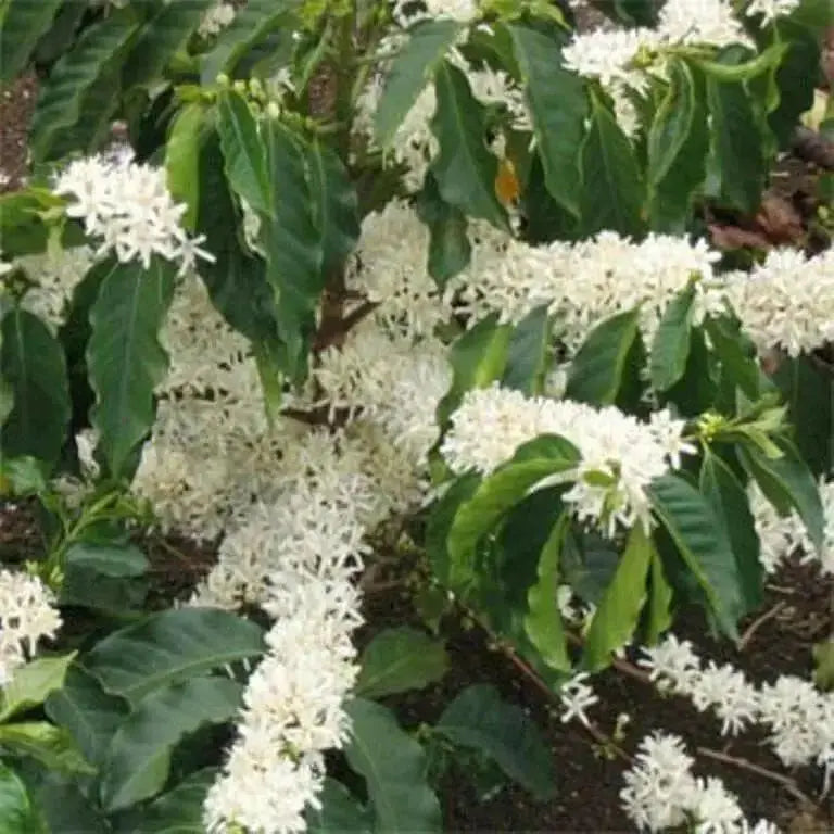 Coffea Seeds (Coffea Arabica Nana) Perennial ! - Caribbean garden seed