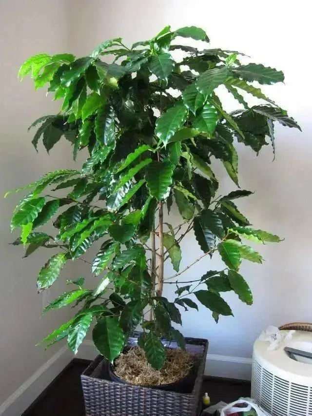 Coffea Seeds (Coffea Arabica Nana) Perennial ! - Caribbean garden seed