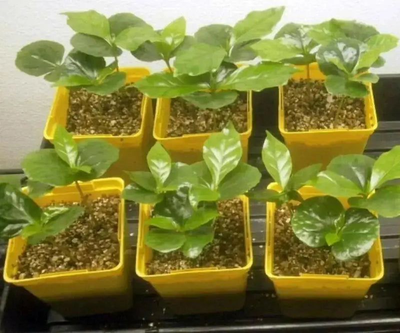Coffea Seeds (Coffea Arabica Nana) Perennial ! - Caribbean garden seed