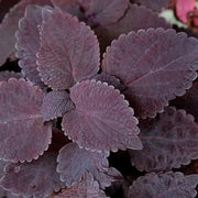 Coleus Black Star ,LIVE STARTER PLANT, FOLIAGE - Caribbean garden seed