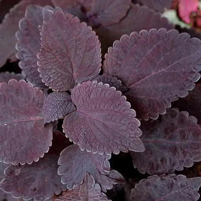 Coleus Black Star ,LIVE STARTER PLANT, FOLIAGE - Caribbean garden seed