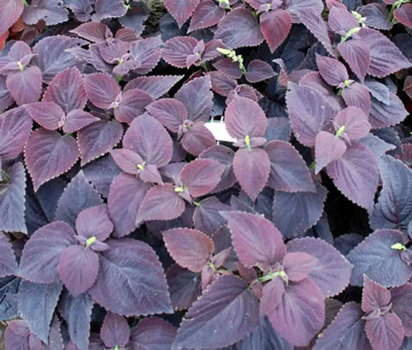 Coleus Black Star ,LIVE STARTER PLANT, FOLIAGE - Caribbean garden seed