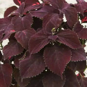 Coleus Black Star ,LIVE STARTER PLANT, FOLIAGE - Caribbean garden seed