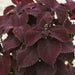 Coleus Black Star ,LIVE STARTER PLANT, FOLIAGE - Caribbean garden seed